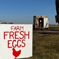 Selling with In-person Payment: Farm Fresh Chicken Eggs $2/dozen