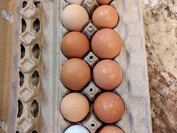 Selling with online payment: Farm Fresh Eggs