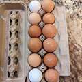 Selling with online payment: Farm Fresh Eggs