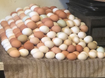 Selling with In-person Payment: Free range eggs farm fresh
