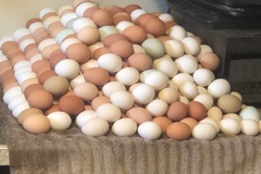 Selling with In-person Payment: Free range eggs farm fresh