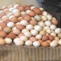 Selling with In-person Payment: Free range eggs farm fresh