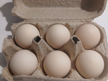 Selling with online payment: Freshly laid hatching eggs - bantam cochin