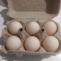 Selling with online payment: Freshly laid hatching eggs - bantam cochin