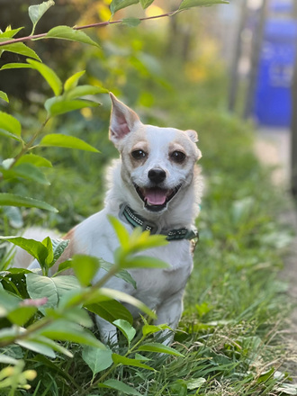 Meet Bacca | Rehome With Love