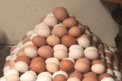 Selling with In-person Payment: Farm fresh free range chicken eggs