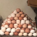 Selling with In-person Payment: Farm fresh free range chicken eggs
