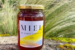 Les miels : Miel de Forêt Landaise 
