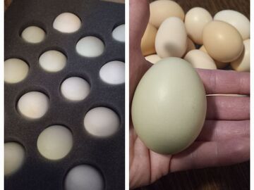 Selling with online payment: Indian Runner Duck Hatching Eggs (Shipping USA)