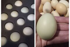 Selling with online payment: Indian Runner Duck Hatching Eggs (Shipping USA)