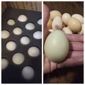 Selling with online payment: Indian Runner Duck Hatching Eggs (Shipping USA)