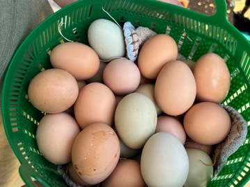Selling with In-person Payment: Farm fresh cage free eggs 