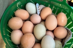 Selling with In-person Payment: Farm fresh cage free eggs 
