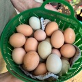 Selling with In-person Payment: Farm fresh cage free eggs 