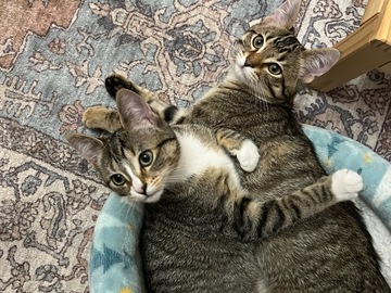   : Asparagus & Arugula 