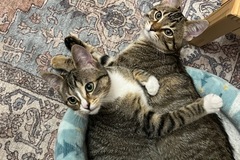   : Asparagus & Arugula 