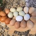Selling with In-person Payment: Farm Fresh Chicken Eggs