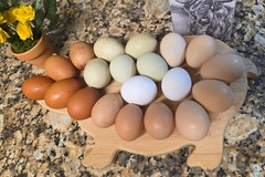 Selling with online payment: Farm Fresh Chicken Eggs