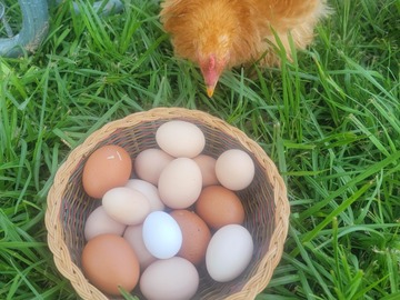 Selling with In-person Payment: Backyard Fresh Eggs – No Chemicals, Just Goodness