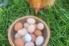 Selling with In-person Payment: Backyard Fresh Eggs – No Chemicals, Just Goodness