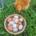 Selling with In-person Payment: Backyard Fresh Eggs – No Chemicals, Just Goodness