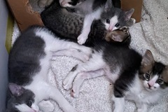   : Kittens