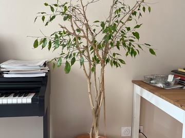 Don: Ficus 