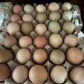 Selling with In-person Payment: Fresh eggs 