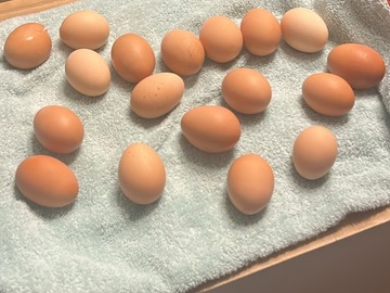 Selling with online payment: Handpicked Chicken Eggs