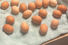 Selling with online payment: Handpicked Chicken Eggs