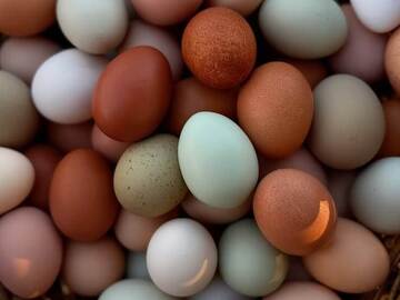 Selling with In-person Payment: Rainbow Mixed Eggs -Yard Raised-