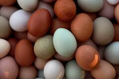 Selling with In-person Payment: Rainbow Mixed Eggs -Yard Raised-
