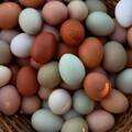 Selling with In-person Payment: Rainbow Mixed Eggs -Yard Raised-