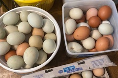Selling with In-person Payment: Rainbow eggs