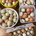 Selling with In-person Payment: Rainbow eggs