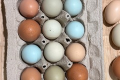 Selling with In-person Payment: Rainbow Eggs | Soy-Free & Free-Range | Farm Fresh