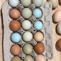 Selling with In-person Payment: Rainbow Eggs | Soy-Free & Free-Range | Farm Fresh