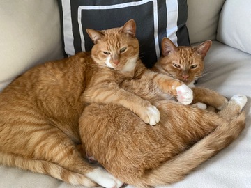   : Cheeto and Bobo
