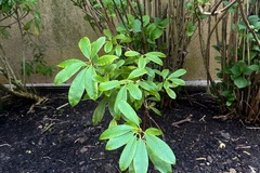 Vente: Rhododendron