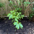 Vente: Rhododendron