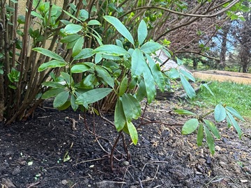 Vente: Rhododendron