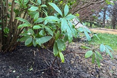 Vente: Rhododendron