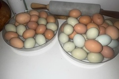 Selling with online payment: All natural fresh chicken eggs 