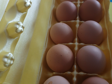 Selling with In-person Payment: Farm Fresh Eggs Missouri City