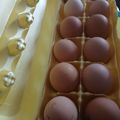 Selling with In-person Payment: Farm Fresh Eggs Missouri City