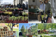 News: FÊTE DES PLANTES