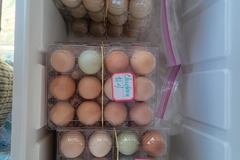 Selling with In-person Payment: Free Range unwashed eggs