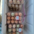 Selling with In-person Payment: Free Range unwashed eggs