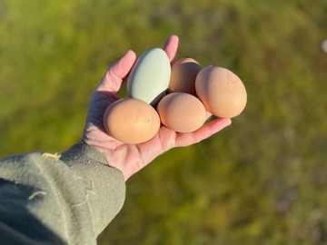 Selling with In-person Payment: Free Range Organically Fed Chicken Eggs