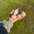 Selling with In-person Payment: Free Range Organically Fed Chicken Eggs